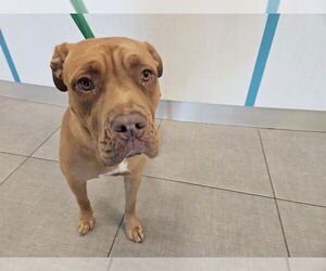 American Pit Bull Terrier-Dogue de Bordeaux Mix Dogs for adoption in Rancho Cucamonga, CA, USA
