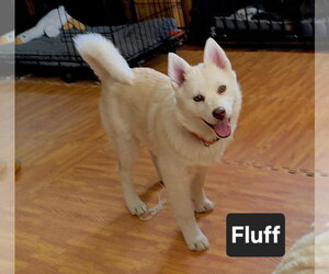 Siberian Husky-Unknown Mix Dogs for adoption in Sandy, UT, USA