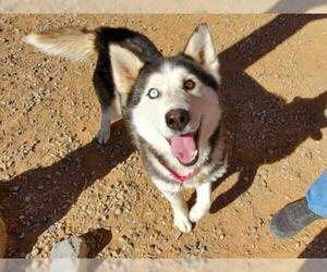 Australian Shepherd-Siberian Husky Mix Dogs for adoption in Santa Fe, NM, USA