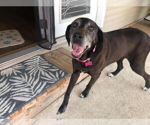 Coonhound Dogs for adoption in Evansville, IN, USA