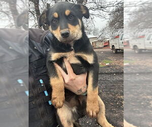 Mutt Dogs for adoption in Oklahoma City, OK, USA