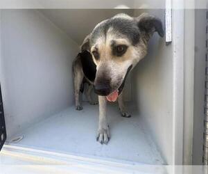 German Shepherd Dog-Unknown Mix Dogs for adoption in Houston, TX, USA