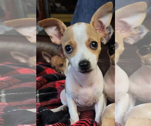 Chipin Dogs for adoption in The Woodlands, TX, USA