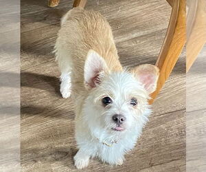 Mutt Dogs for adoption in Brooklyn Center, MN, USA