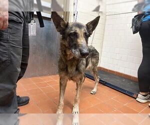 German Shepherd Dog Dogs for adoption in Camarillo, CA, USA