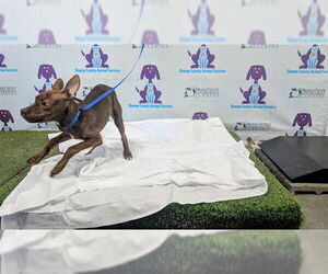 American Pit Bull Terrier Dogs for adoption in Orlando, FL, USA