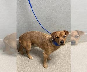 Mutt Dogs for adoption in Las Vegas, NV, USA
