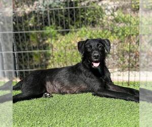 Labrador Retriever-Unknown Mix Dogs for adoption in San Diego, CA, USA