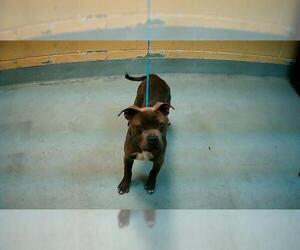 Mutt Dogs for adoption in Tulsa, OK, USA