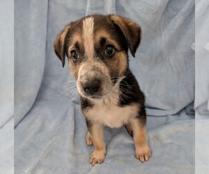Dutch Shepherd -Labrador Retriever Mix Dogs for adoption in Lakewood, CO, USA