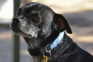 Chug Dogs for adoption in Glendale , AZ, USA