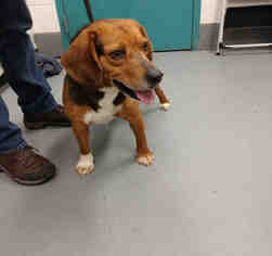 Beagle Dogs for adoption in Peoria, IL, USA