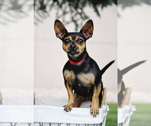 Chihuahua Dogs for adoption in Sandy, UT, USA