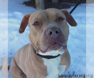 American Pit Bull Terrier Dogs for adoption in Cheyenne, WY, USA