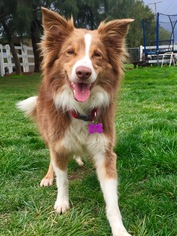 Collie Dogs for adoption in Mission viejo, CA, USA