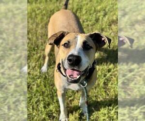 German Shepherd Dog-Unknown Mix Dogs for adoption in Fort Lauderdale, FL, USA