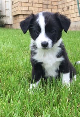 Border Collie Dogs for adoption in Euless, TX, USA