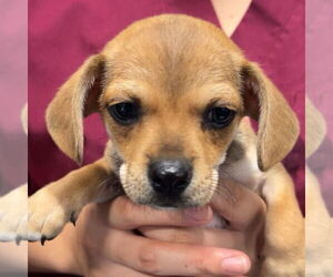 Chiweenie Dogs for adoption in Chico, CA, USA