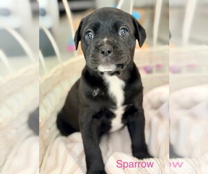 American Bulldog-American Staffordshire Terrier Mix Dogs for adoption in Lawrenceville, NJ, USA
