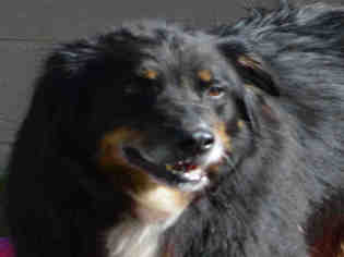 Bernese Mountain Dog Dogs for adoption in Olathe, KS, USA