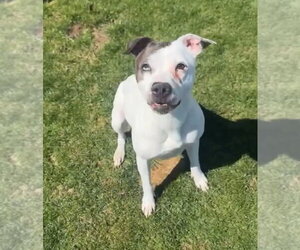Mutt Dogs for adoption in La Porte, IN, USA