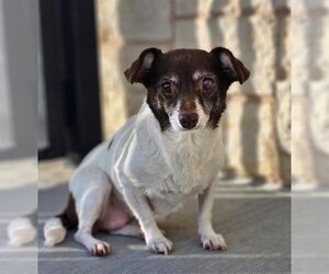 Chihuahua Dogs for adoption in Baytown, TX, USA