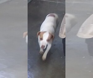 Jack Russell Terrier Dogs for adoption in Bonifay, MO, USA