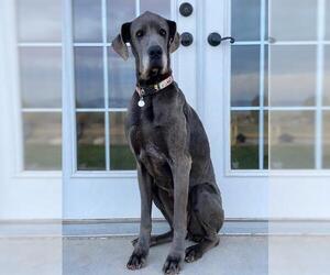 Great Dane Dogs for adoption in Salt Lake City, UT, USA