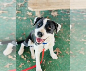 Border Collie-Unknown Mix Dogs for adoption in Clarkesville, GA, USA