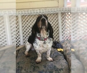Basset Hound Dogs for adoption in Doylestown, PA, USA