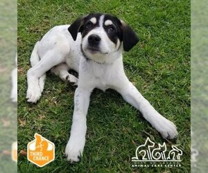 Australian Shepherd-Unknown Mix Dogs for adoption in Irvine, CA, USA