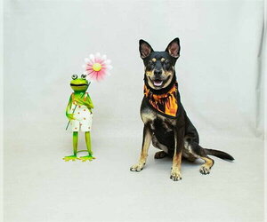 German Shepherd Dog-Unknown Mix Dogs for adoption in Sanford, FL, USA