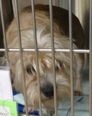 Schweenie Dogs for adoption in Zanesville, OH, USA