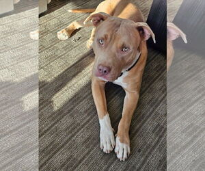 American Pit Bull Terrier Dogs for adoption in Chandler, AZ, USA