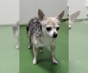 Medium Photo #1 Chihuahua Puppy For Sale in Rustburg, VA, USA
