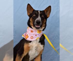 Border Collie-Unknown Mix Dogs for adoption in Bakersfield, CA, USA