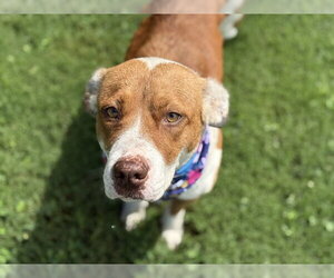 Mutt Dogs for adoption in Tulsa, OK, USA