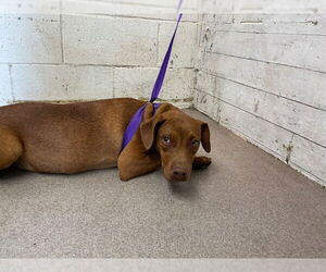 Rhodesian Ridgeback-Unknown Mix Dogs for adoption in San Bernardino, CA, USA