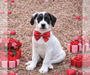 Great Pyrenees-Unknown Mix Dogs for adoption in Yardley, PA, USA