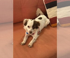 Chihuahua-Spaniel Mix Dogs for adoption in San Francisco, CA, USA