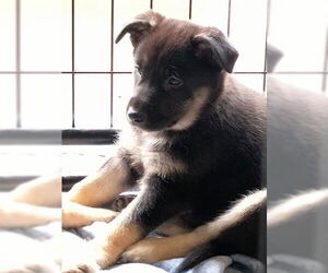 Mutt Dogs for adoption in Kansas City, MO, USA