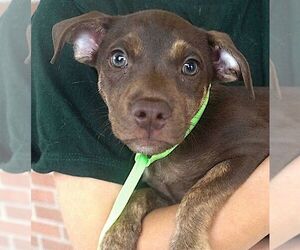 Chihuahua-Unknown Mix Dogs for adoption in Carrollton, TX, USA