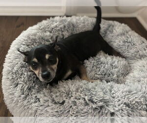 Chipin Dogs for adoption in Raleigh, NC, USA