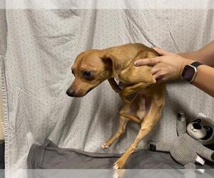 Chihuahua Dogs for adoption in Modesto, CA, USA