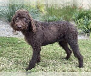 Labradoodle Dogs for adoption in PIPE CREEK, TX, USA