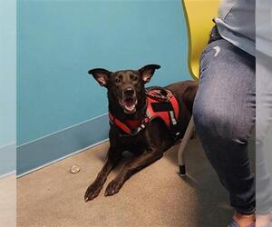 Shepradors Dogs for adoption in Houston, TX, USA