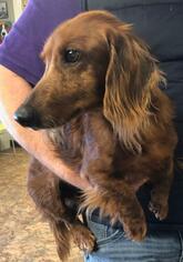 Dachshund Dogs for adoption in Pawtucket, RI, USA