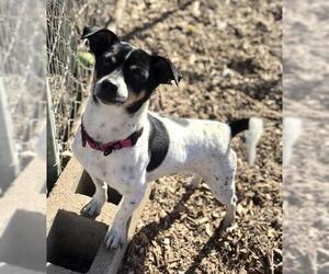Jack Russell Terrier-Unknown Mix Dogs for adoption in Chico, CA, USA