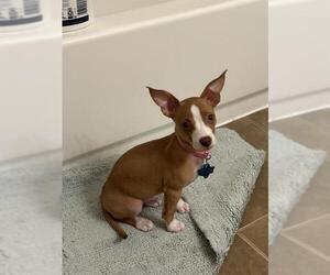 Mutt Dogs for adoption in San Antonio, TX, USA