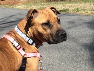 Boxer-Unknown Mix Dogs for adoption in Concord, NC, USA
